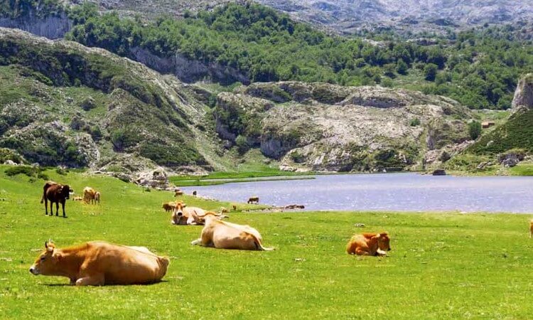 Clínica Psiquiátrica Asturias